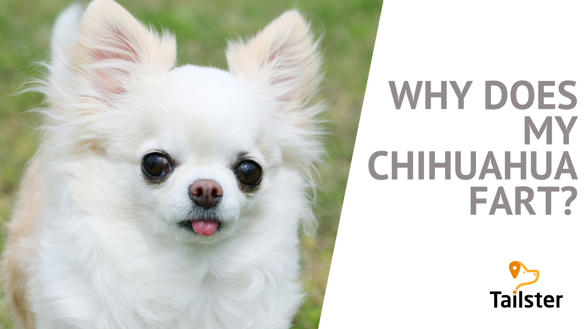 Why Does My Chihuahua Fart?