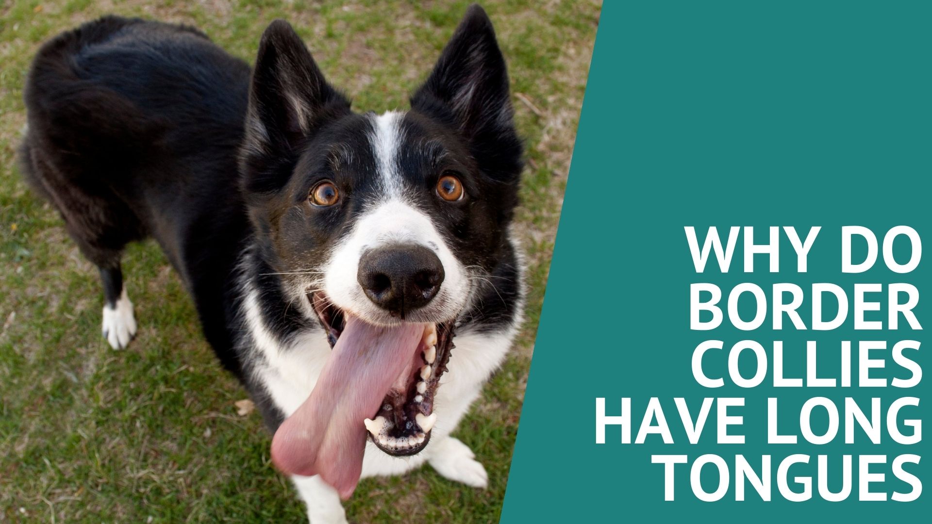 Why Do Border Collies Have Long Tongues?