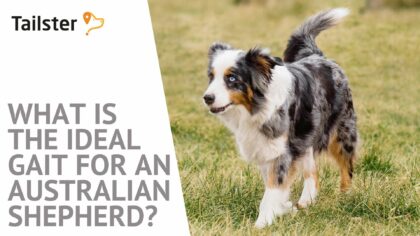 australian shepherd gait