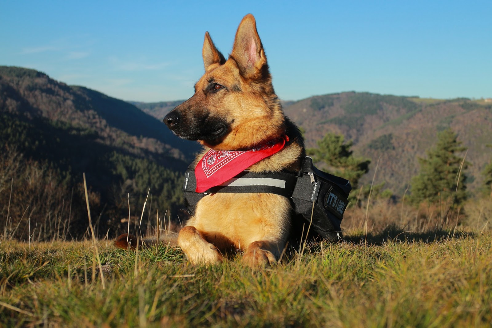 Alsatian dog in mountains