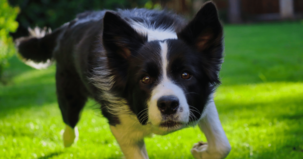 border collie