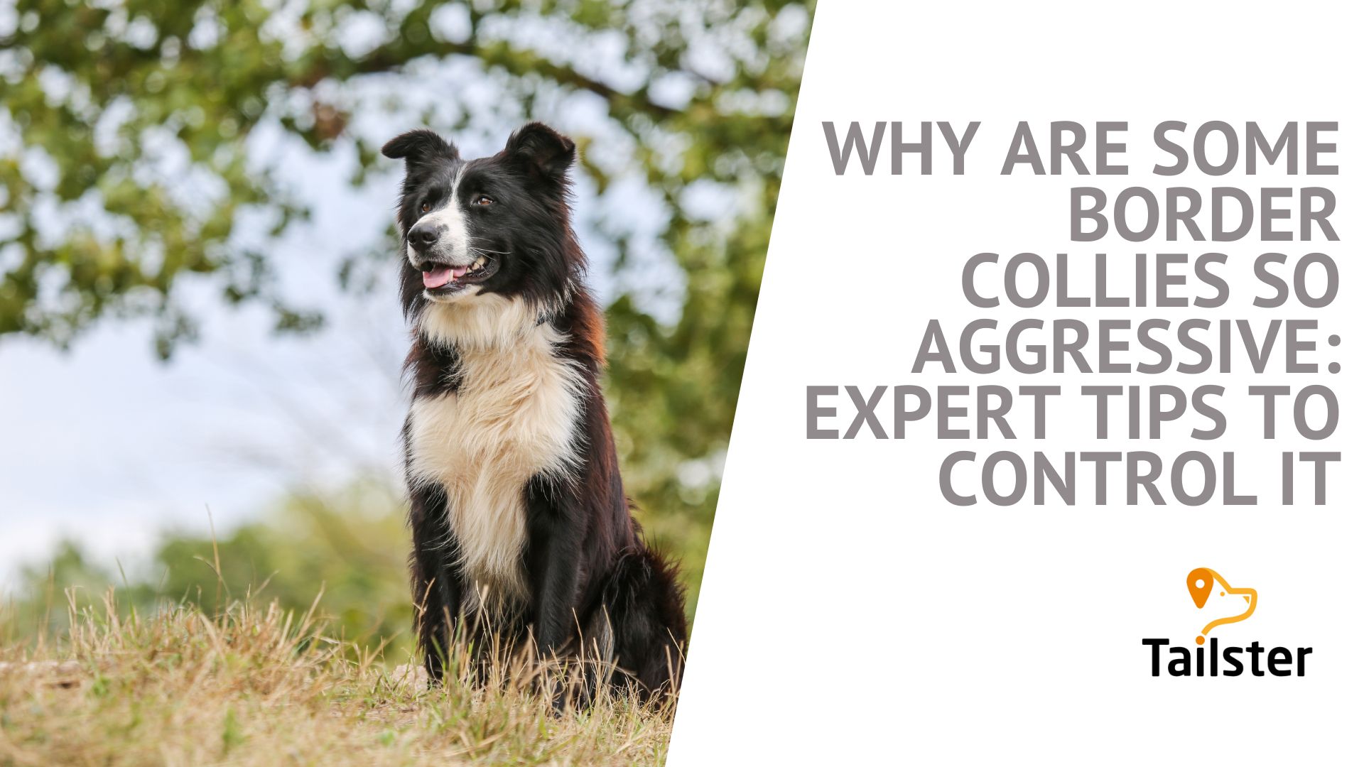 Why Are Some Border Collies So Aggressive Expert Tips To Control It