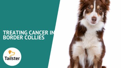 border collie cancer