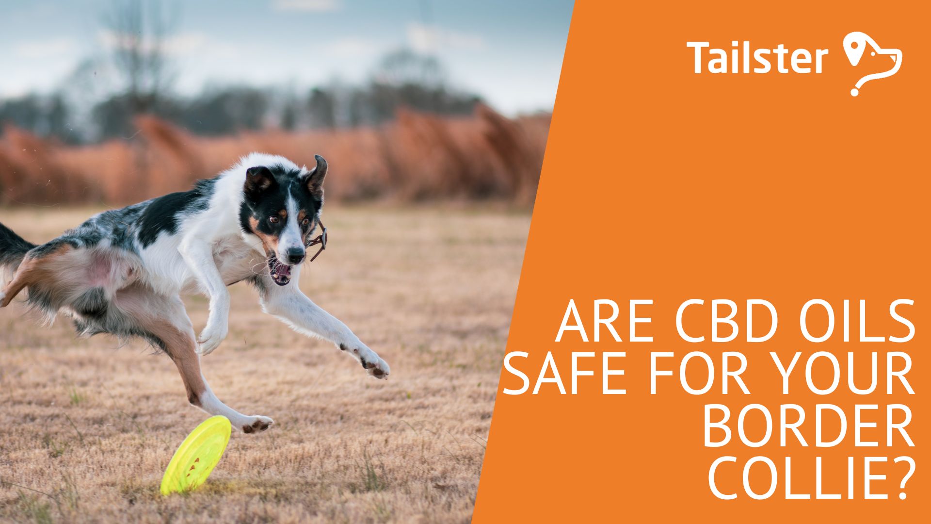 Are Cbd Oils Safe For Your Border Collie?