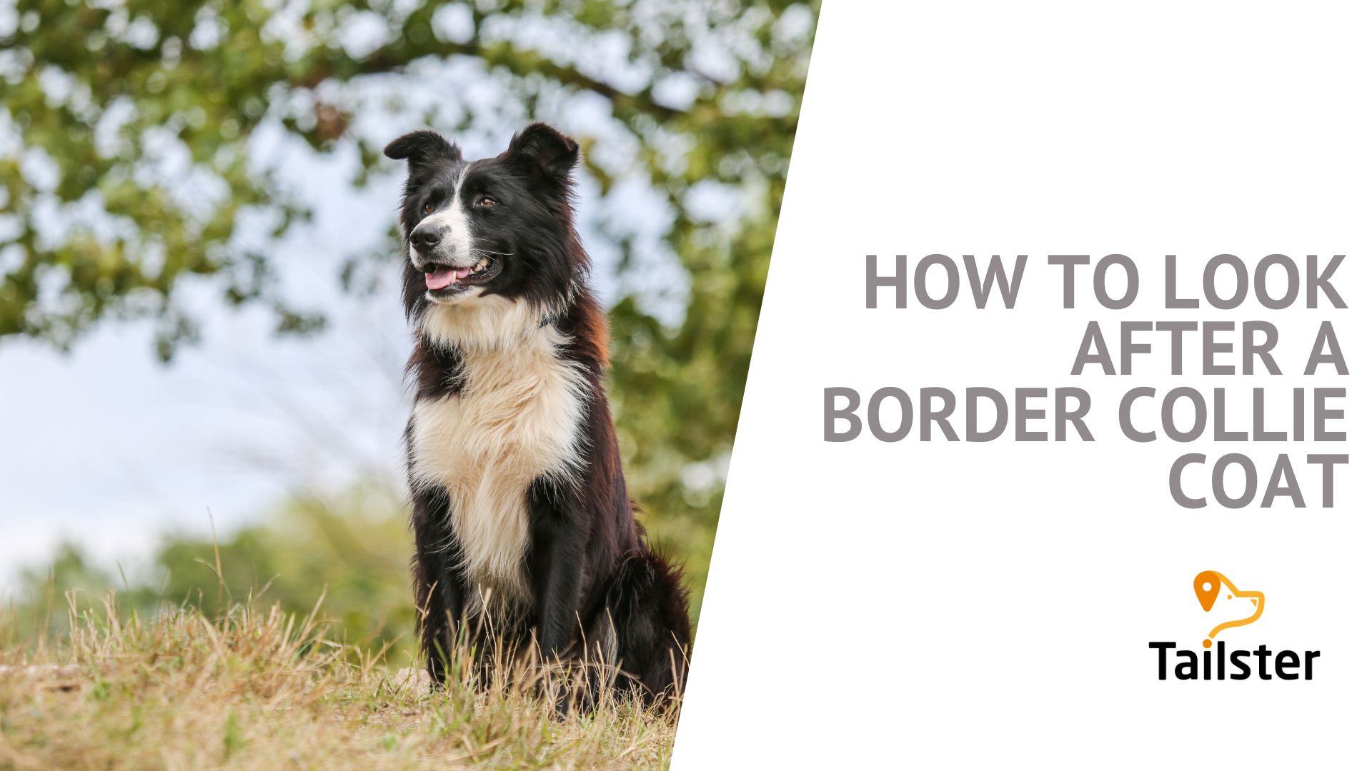 How To Look After A Border Collie Coat