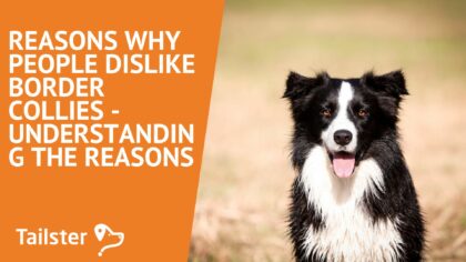 border collie dislike