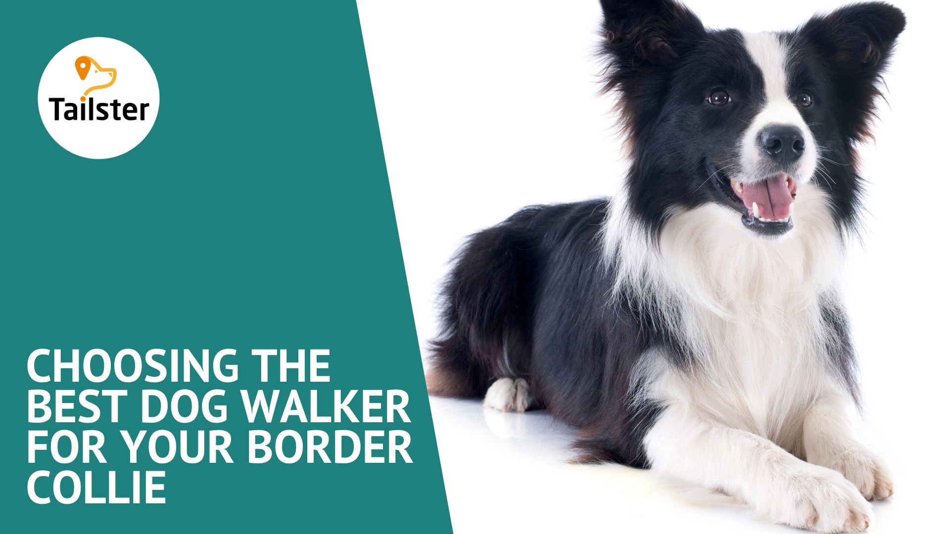 Choosing The Best Dog Walker For Your Border Collie