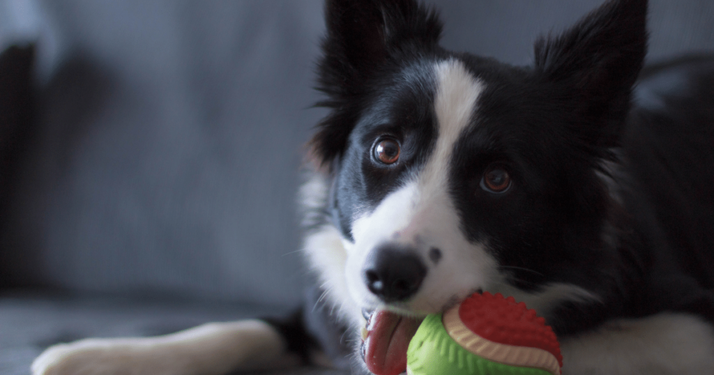 border collie family pet