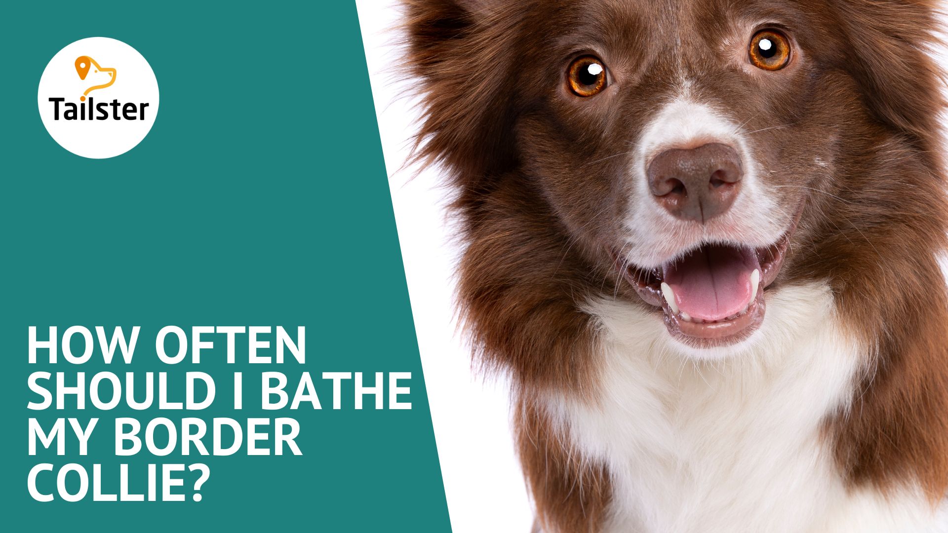 How Often Should I Bathe My Border Collie?