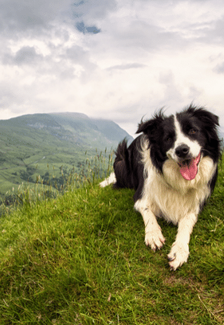 Australian Shepherd Front-On