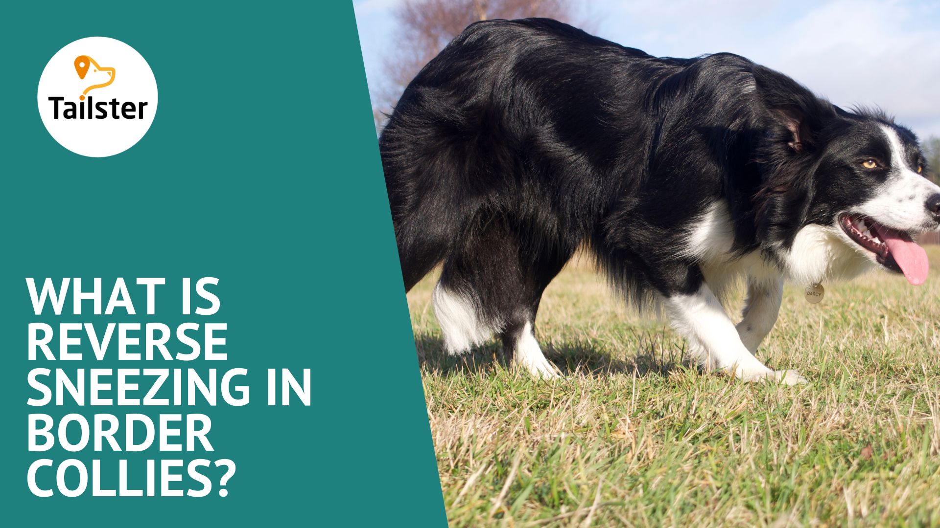 what-is-reverse-sneezing-in-border-collies