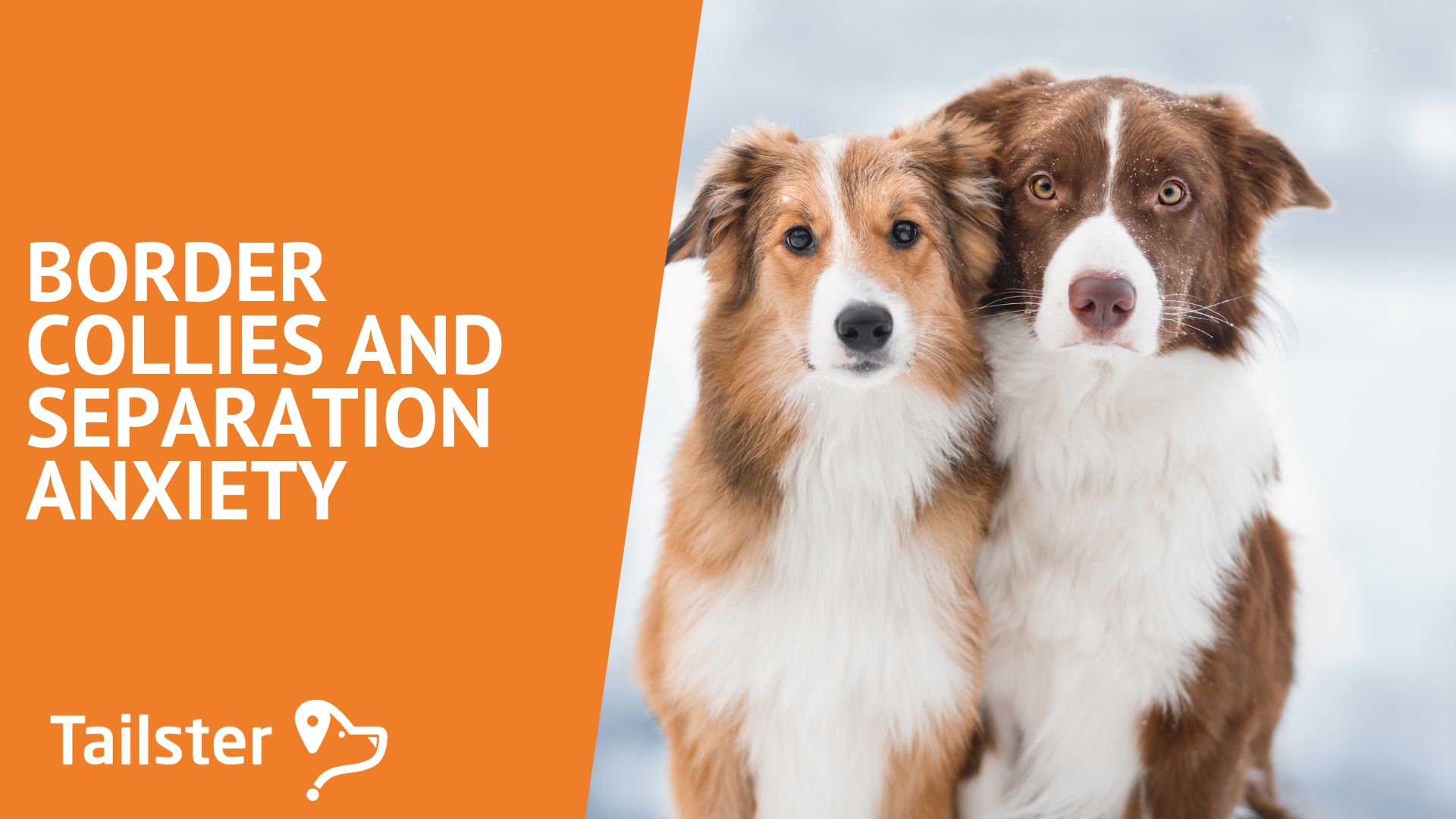 Photo inspiration: Giving Grapes To Border Collies With Anxiety Reference: Border Collies And Separation Anxiety