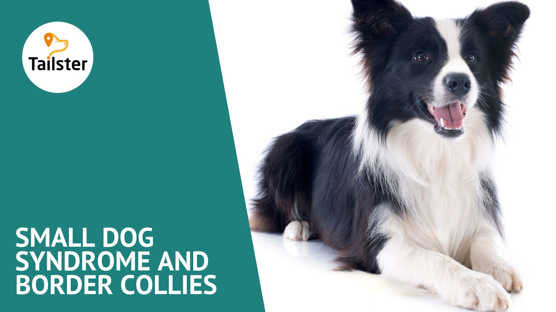 Small Dog Syndrome And Border Collies