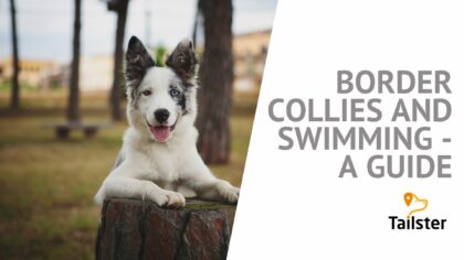 border collie swimming