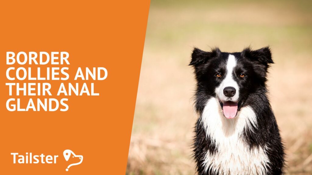 Border Collie Health