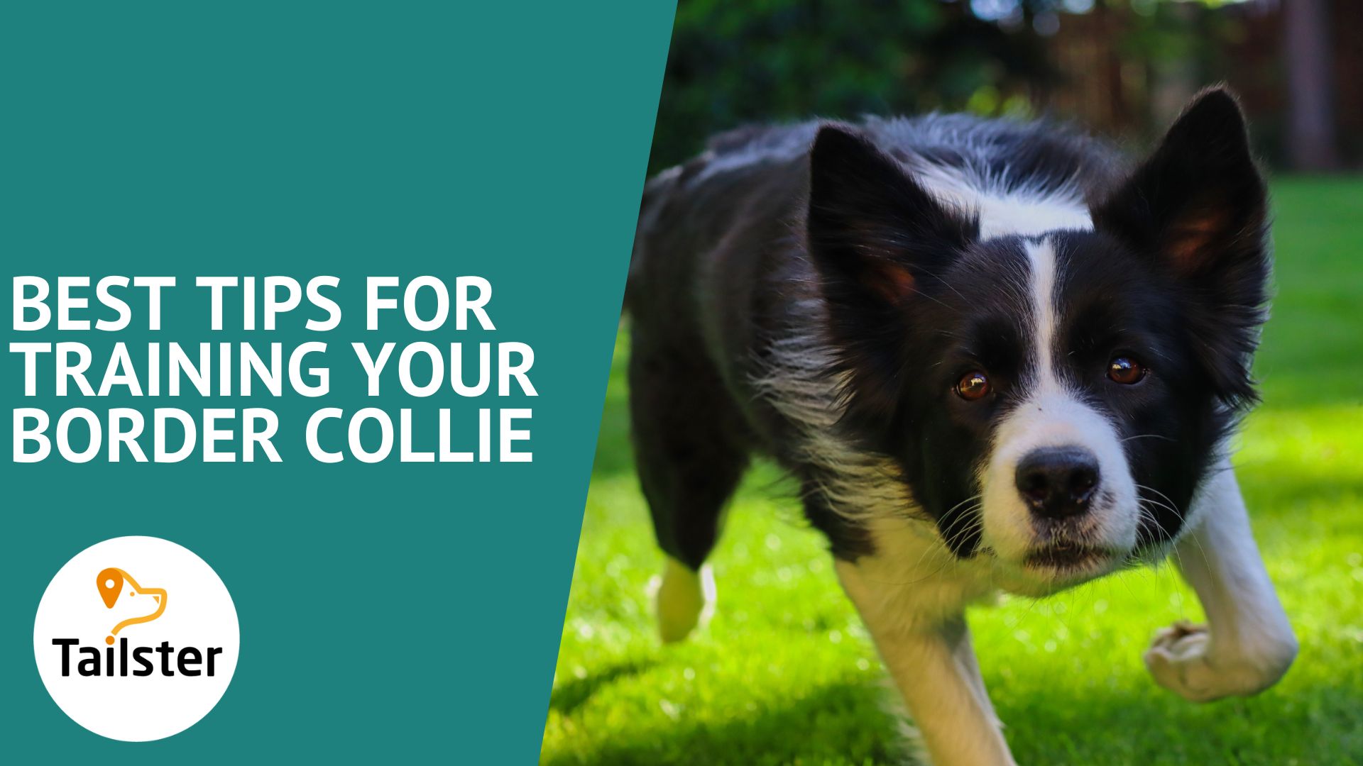 Best Tips For Training Your Border Collie