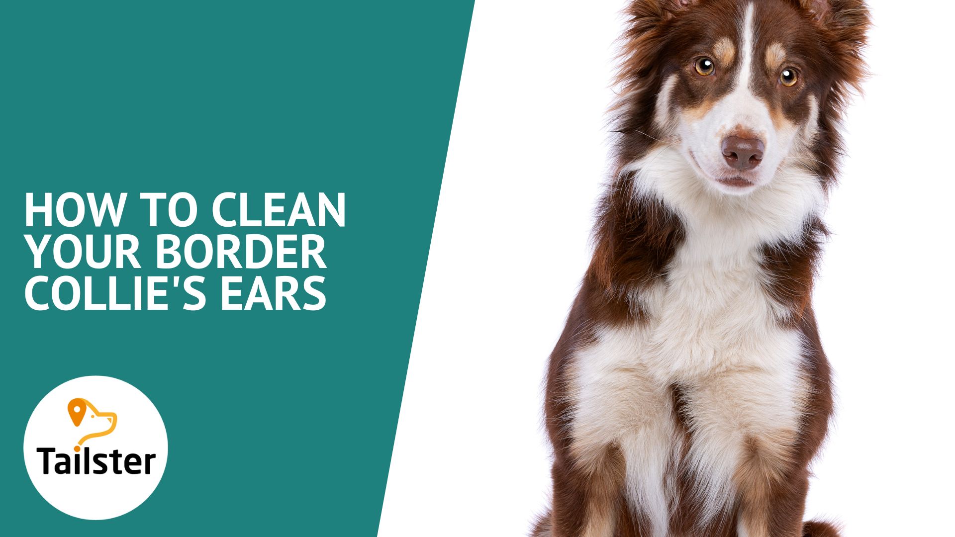 How To Clean Your Border Collie’S Ears