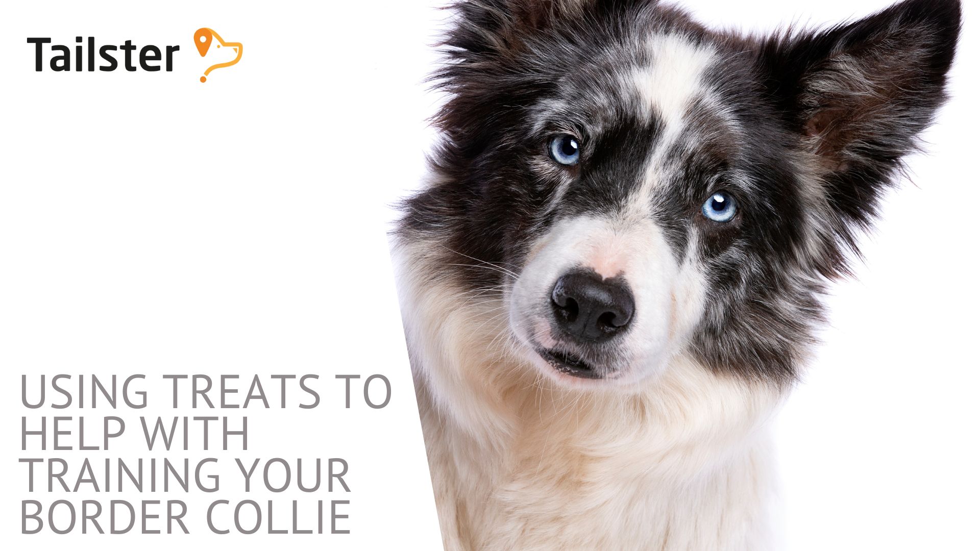Using Treats To Help With Training Your Border Collie