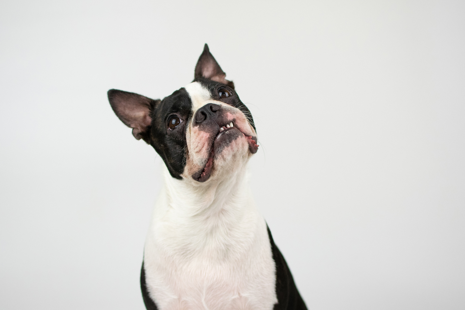 Basic Dog Training 5 Commands All Dogs Should Know!