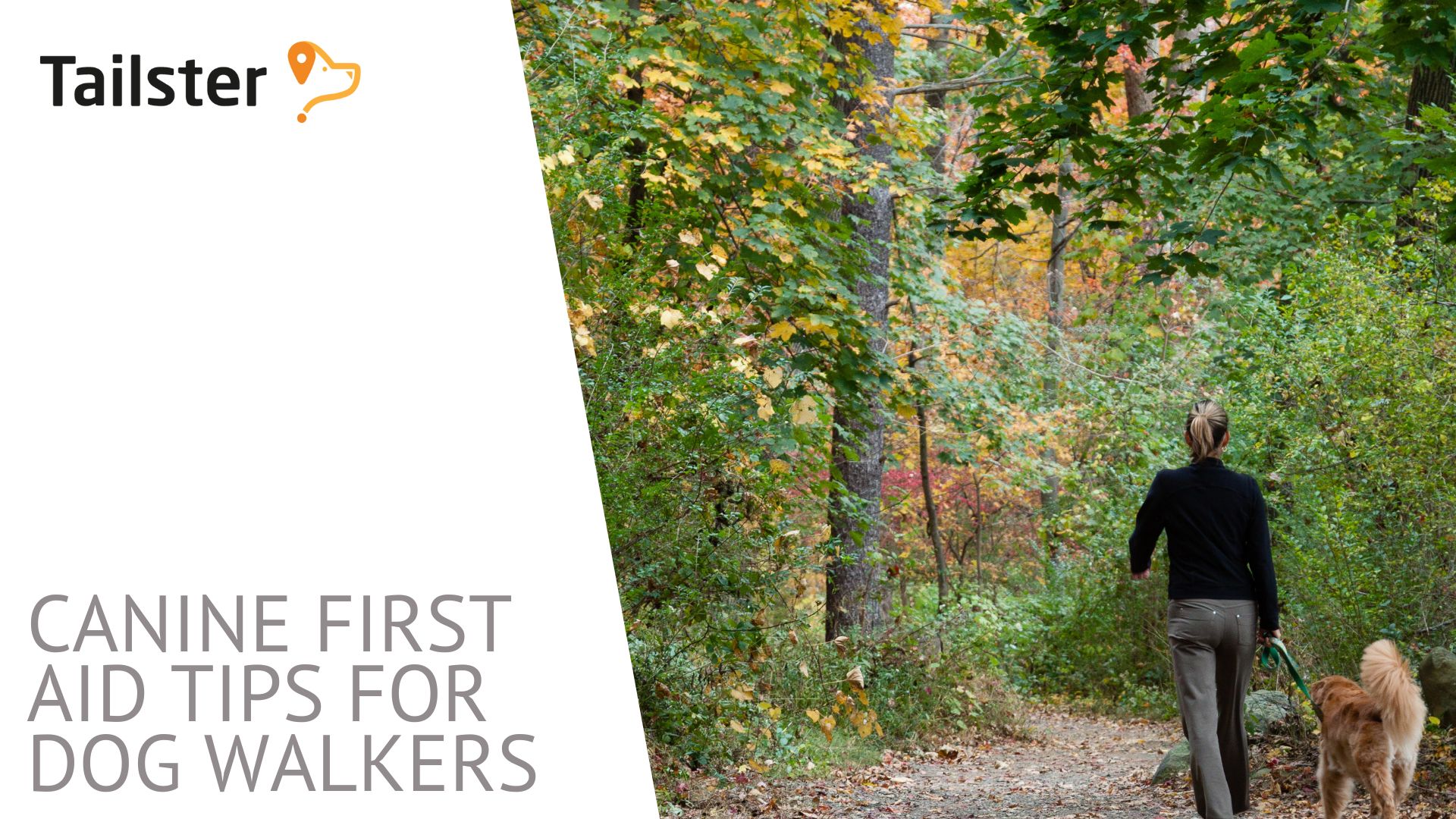 Basic Canine First Aid Tips For Dog Walkers