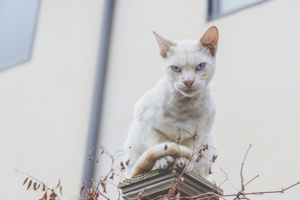 Pet body language – how to read and understand it