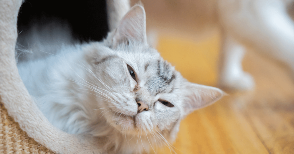 cat in a cattery