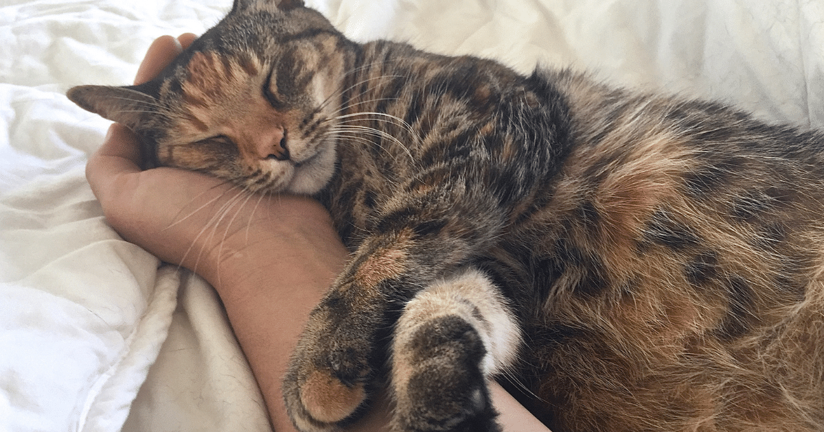 Choosing A Cat Sitter Or Cattery?