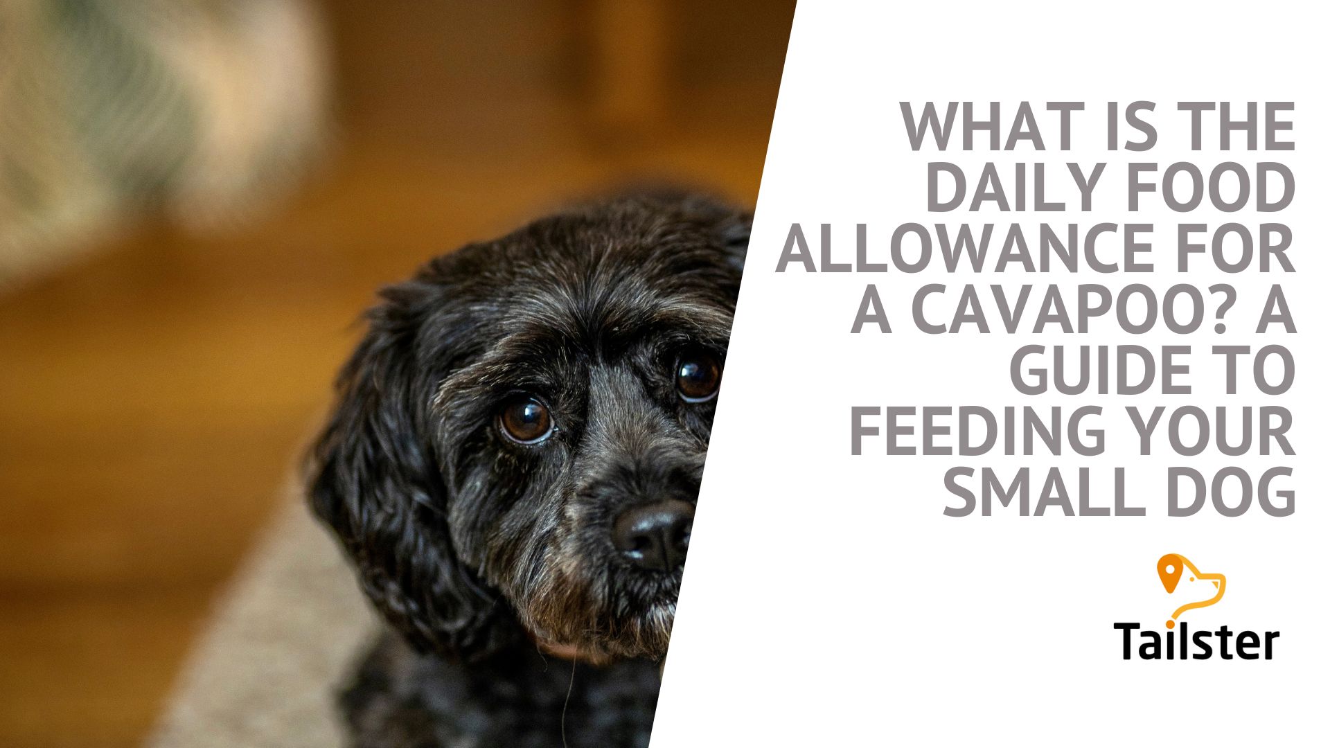 What Is The Daily Food Allowance For A Cavapoo A Guide To Feeding