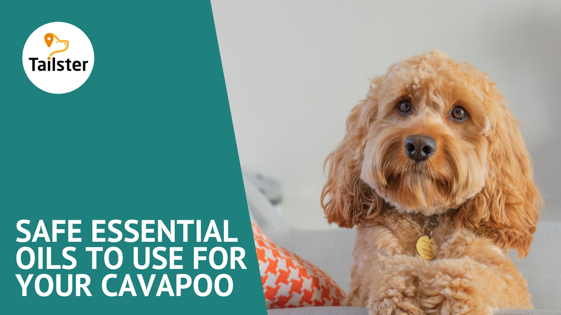 Safe Essential Oils To Use For Your Cavapoo
