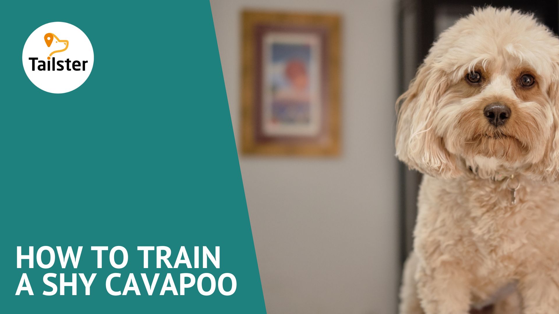 How To Train A Shy Cavapoo
