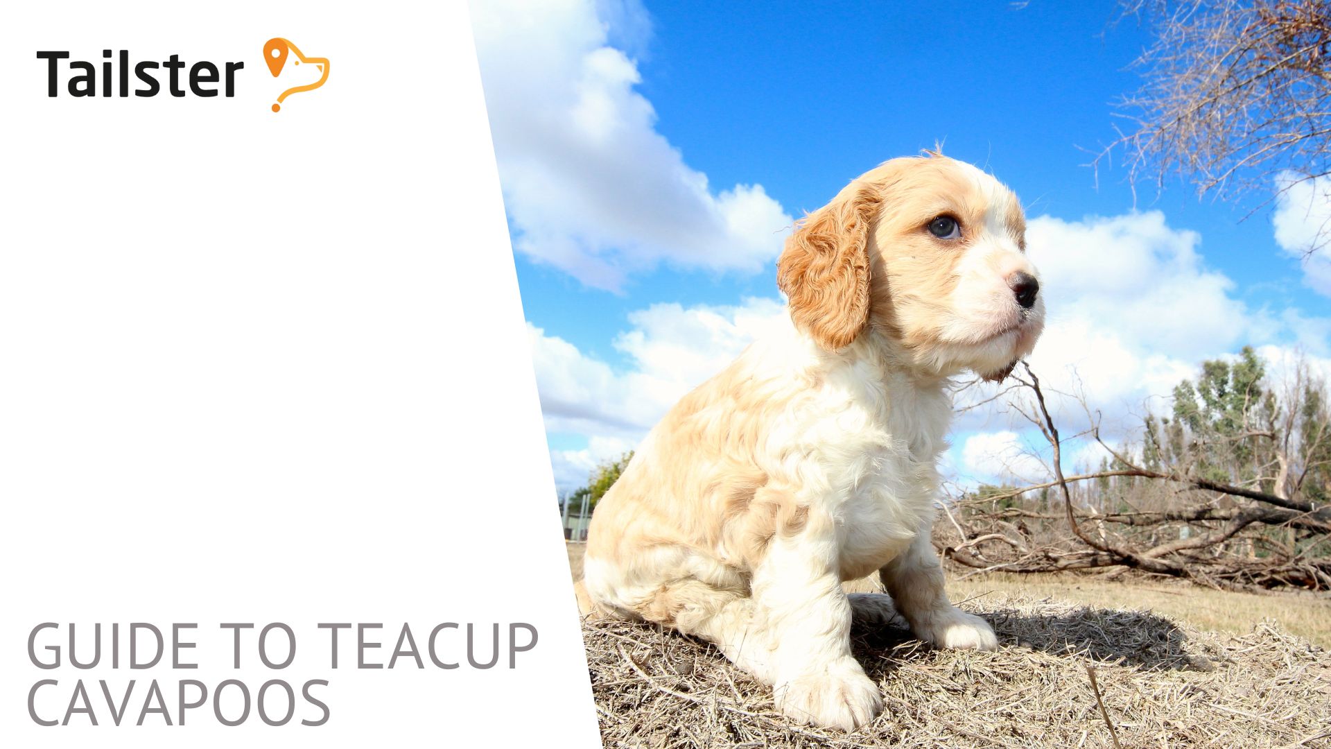 Guide To Teacup Cavapoos