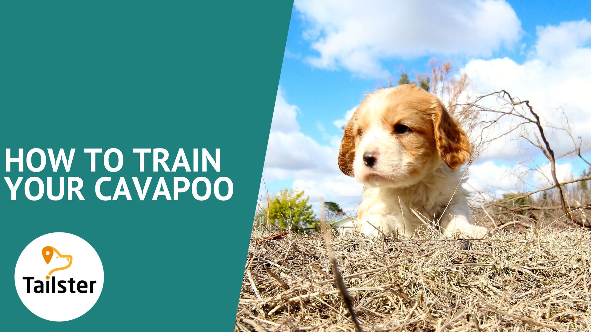 How To Train Your Cavapoo