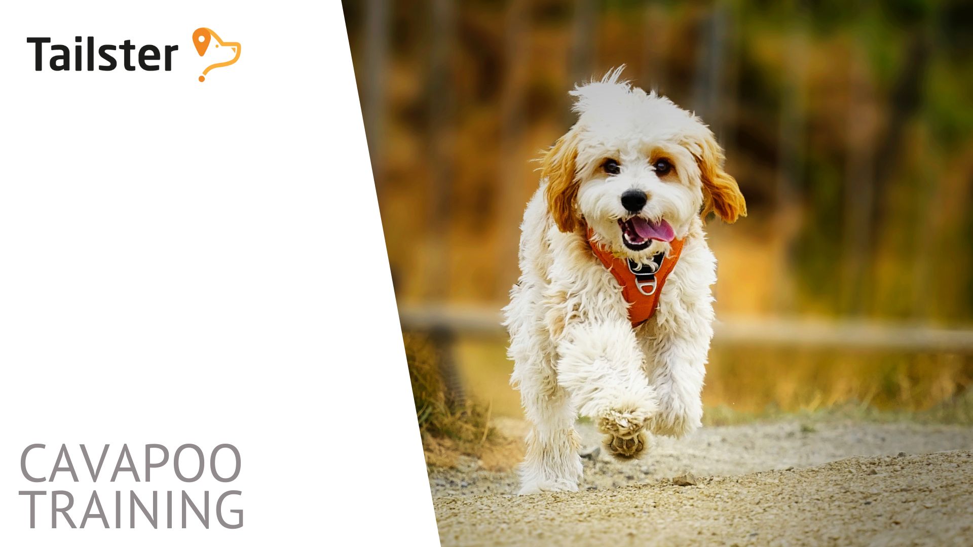 Are Cavapoos Easy To Train Are Cavapoos Easy To Train