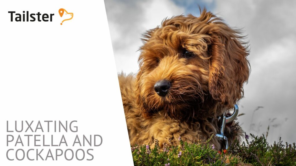 Cockapoo Health