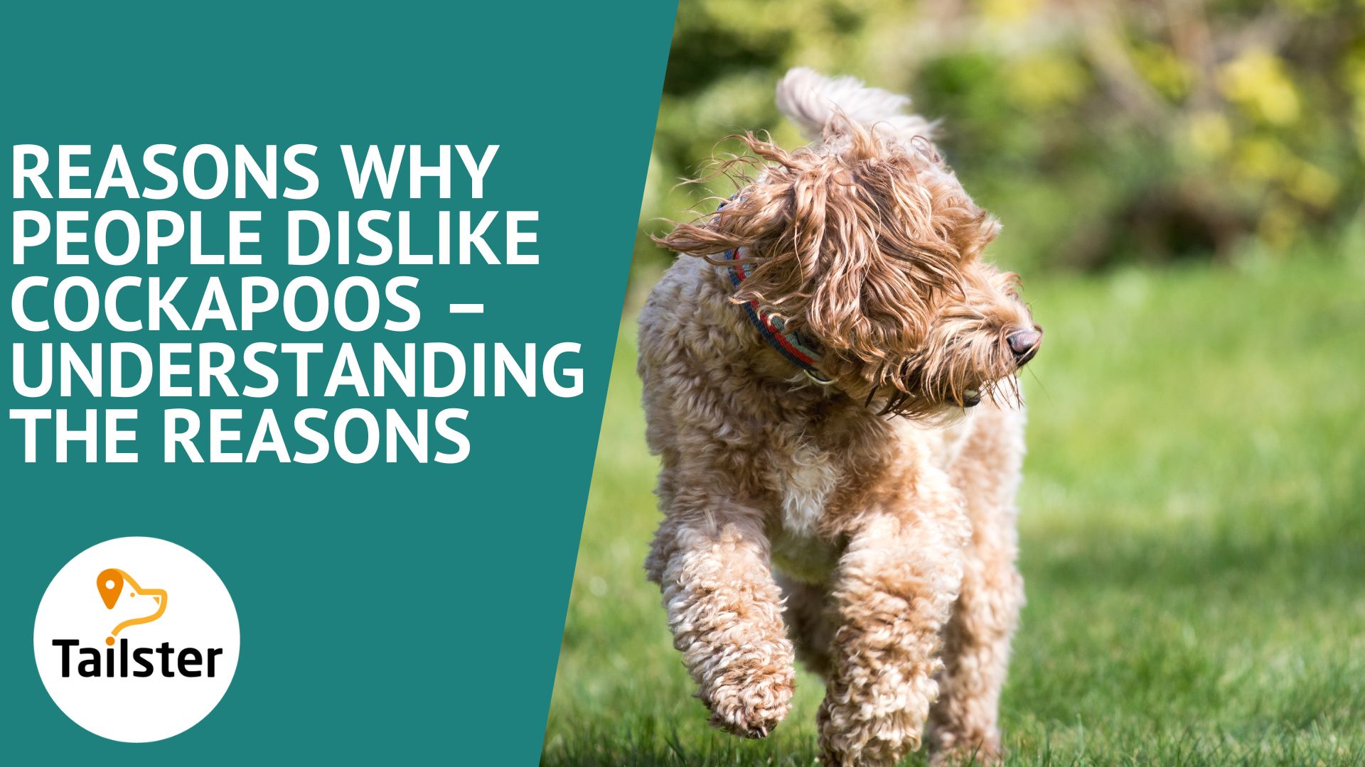 Reasons Why People Dislike Cockapoos – Understanding The Reasons