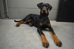 doberman pinscher 1098804 1920