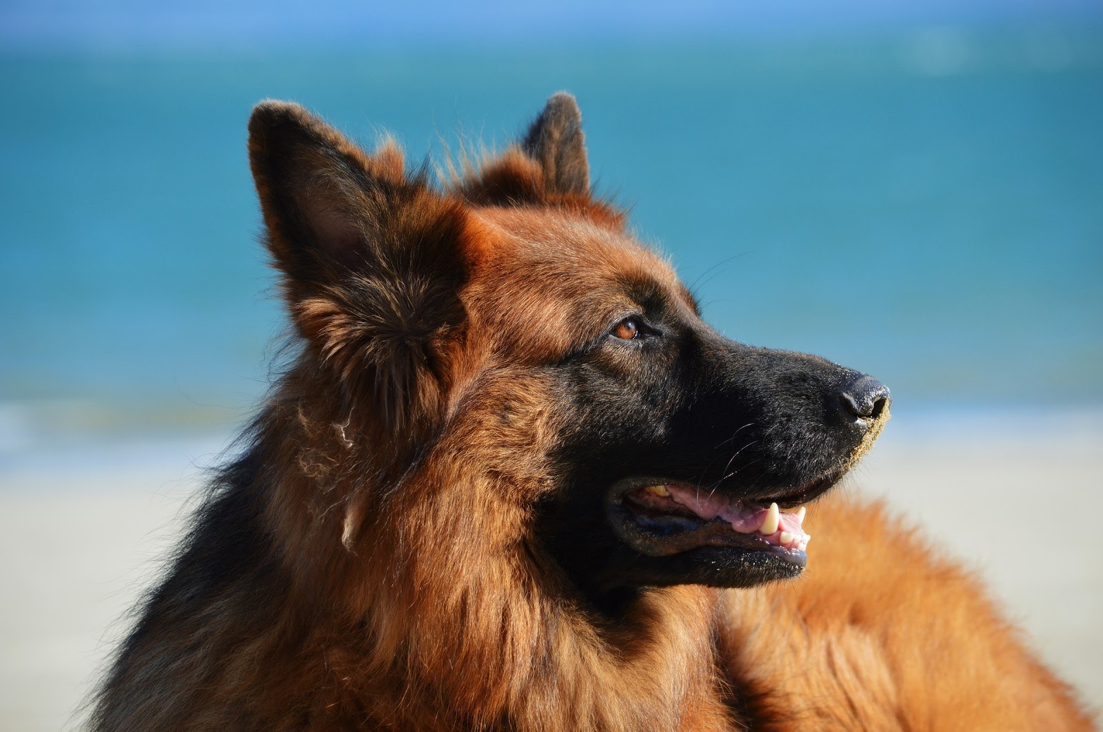 German Shepherd dog at beach