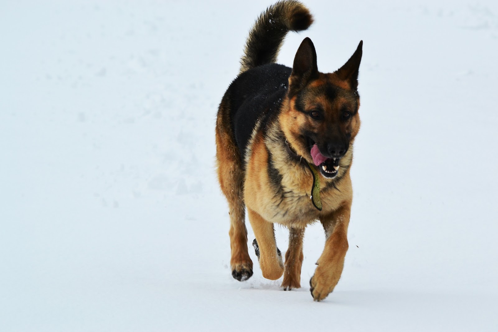 German Shepherd Dog in snow