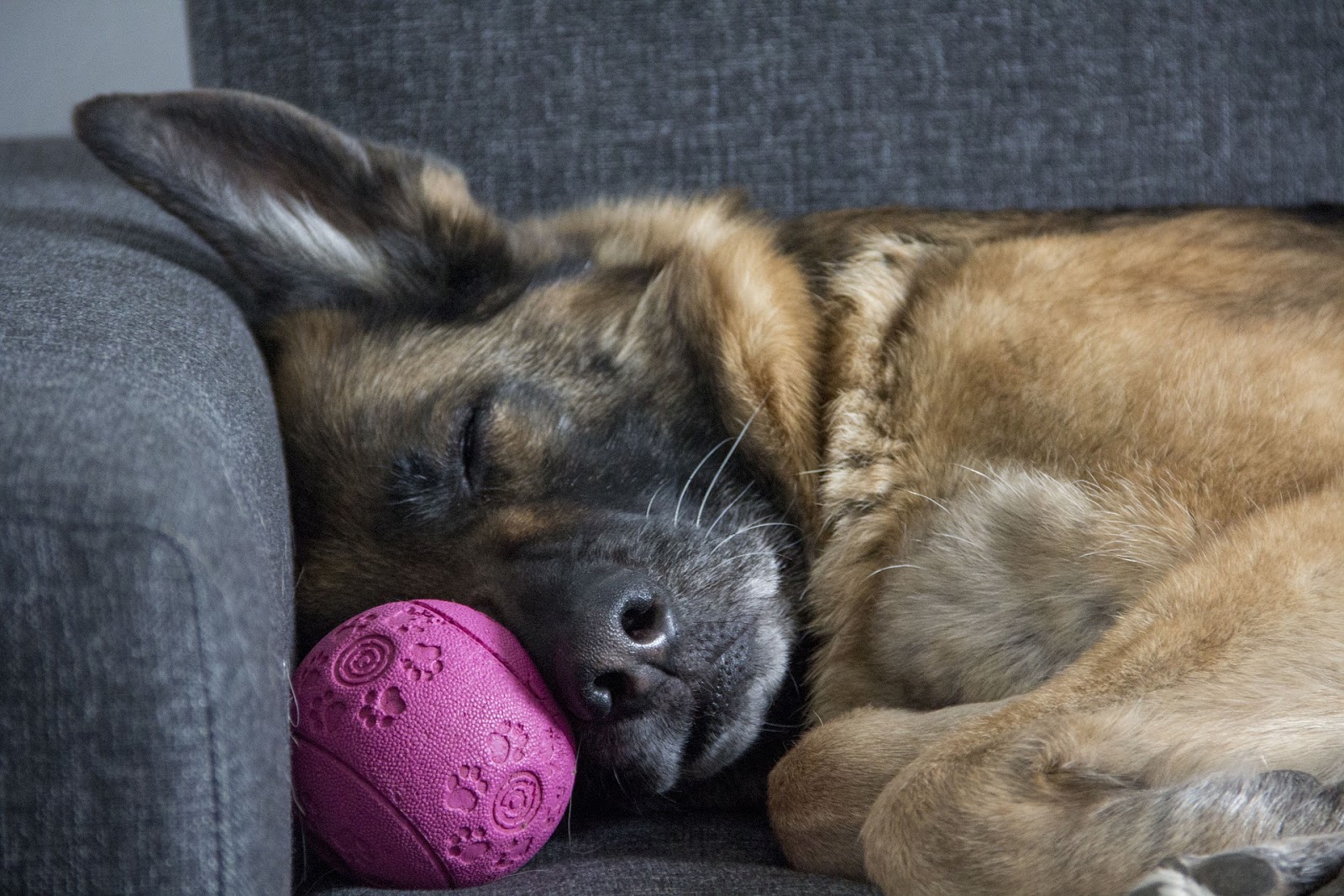 german shepherd dog alseep