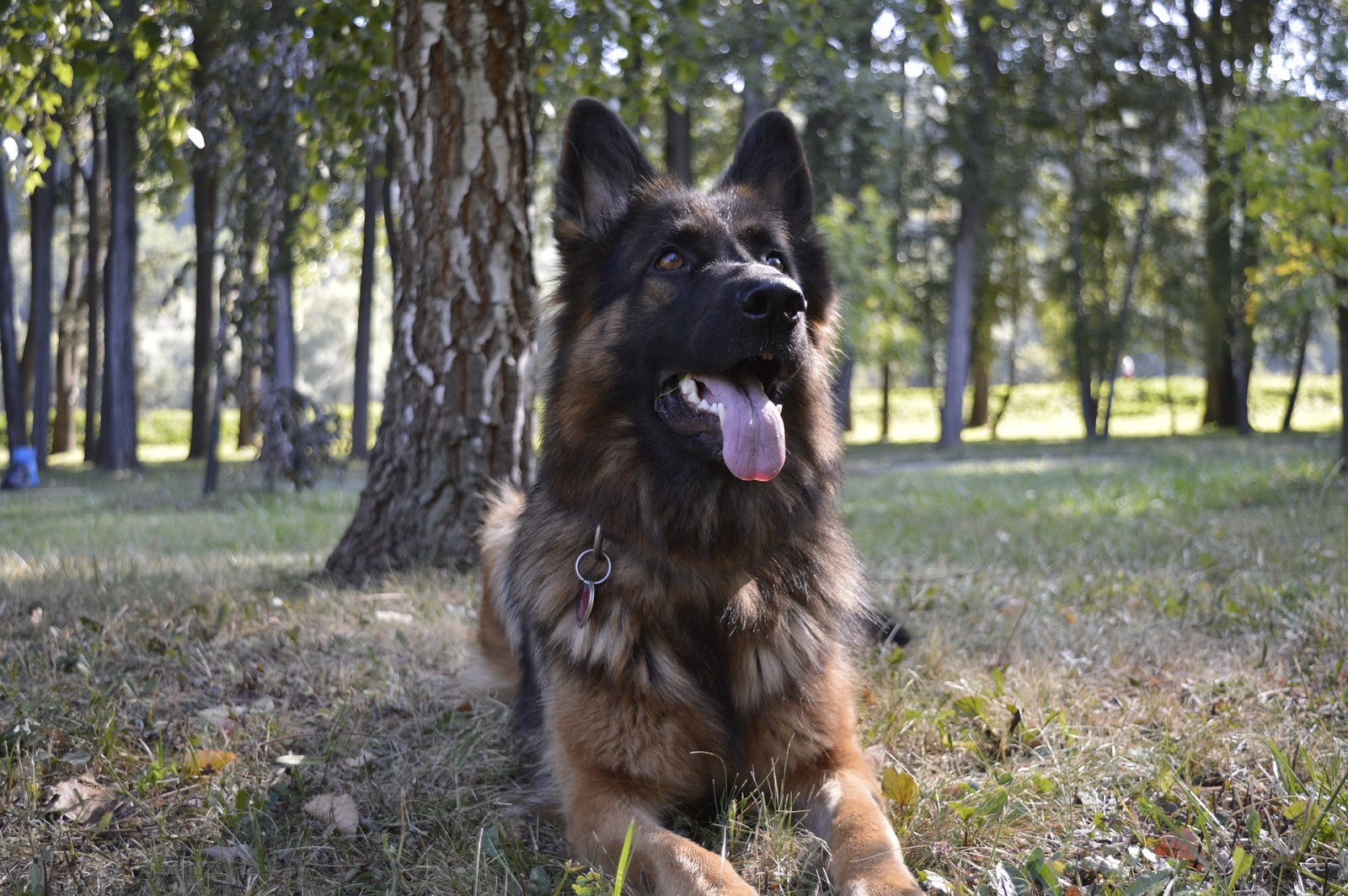 Alsatian dog in trees