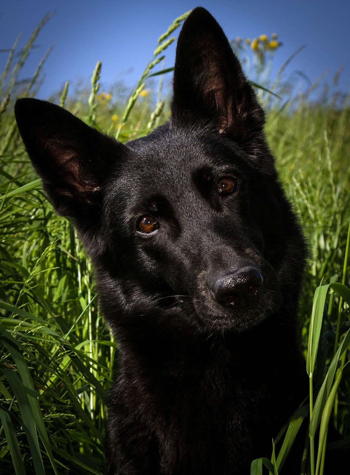 Black German Shepherd Dog