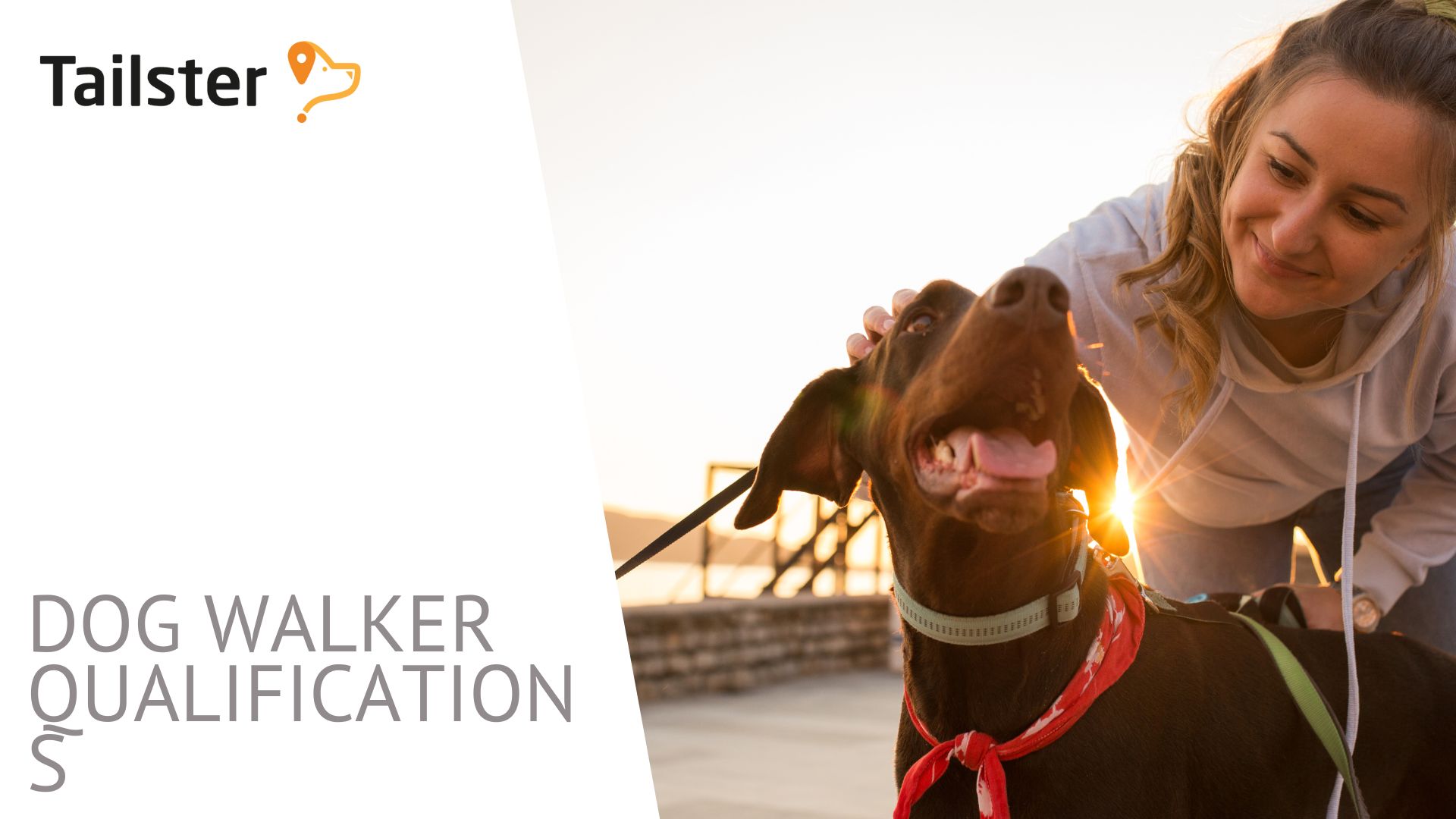What Qualifications Do I Need To Be A Dog Walker?