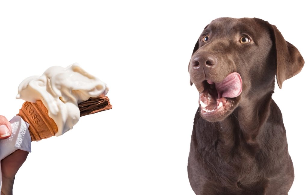 dog with ice cream