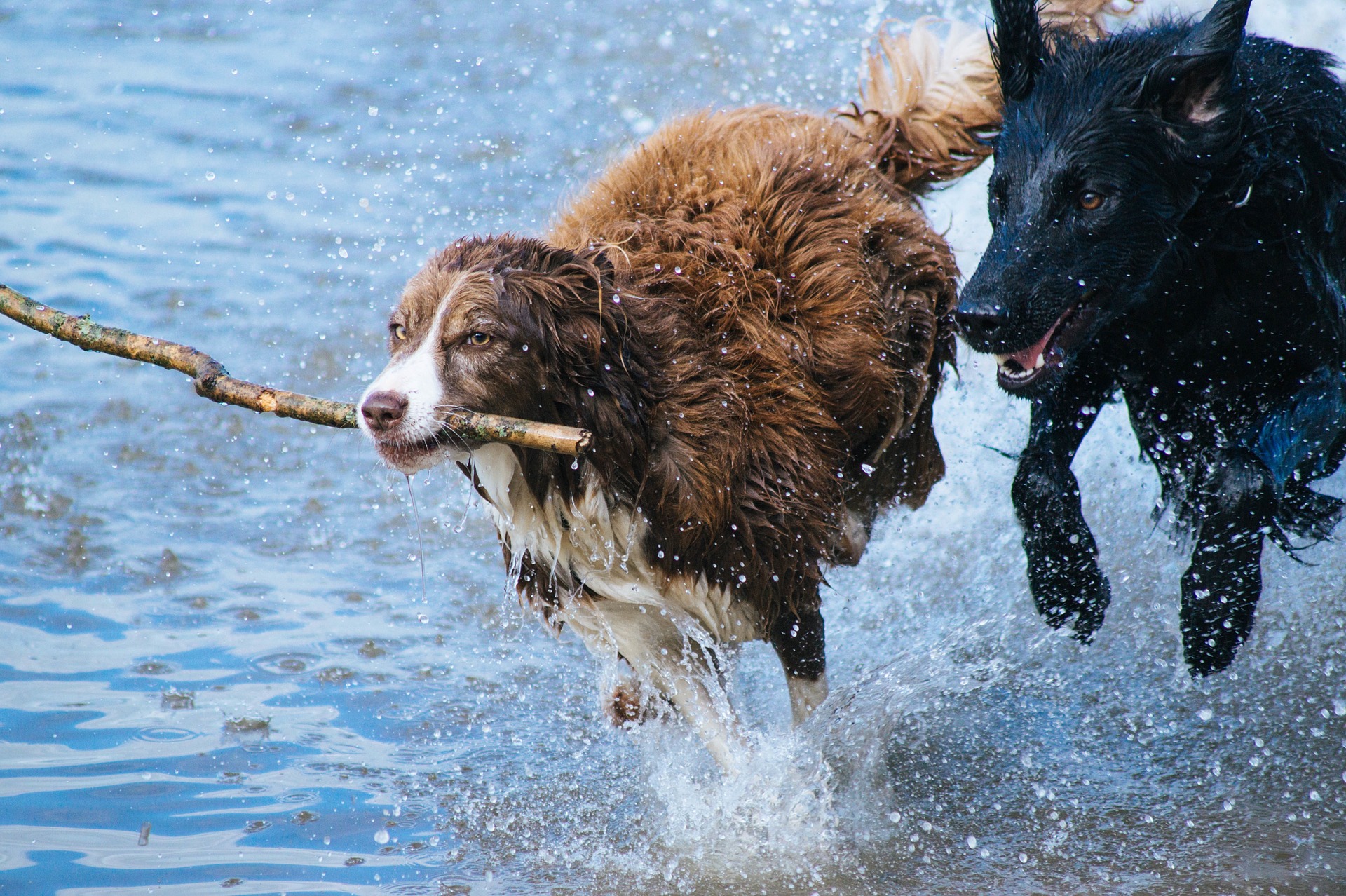 Best ways to exercise your australian kelpie 