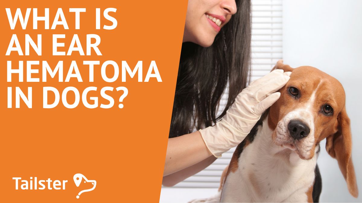 what-is-a-hematoma-of-the-ear-in-dogs-signs-causes-and-treatments