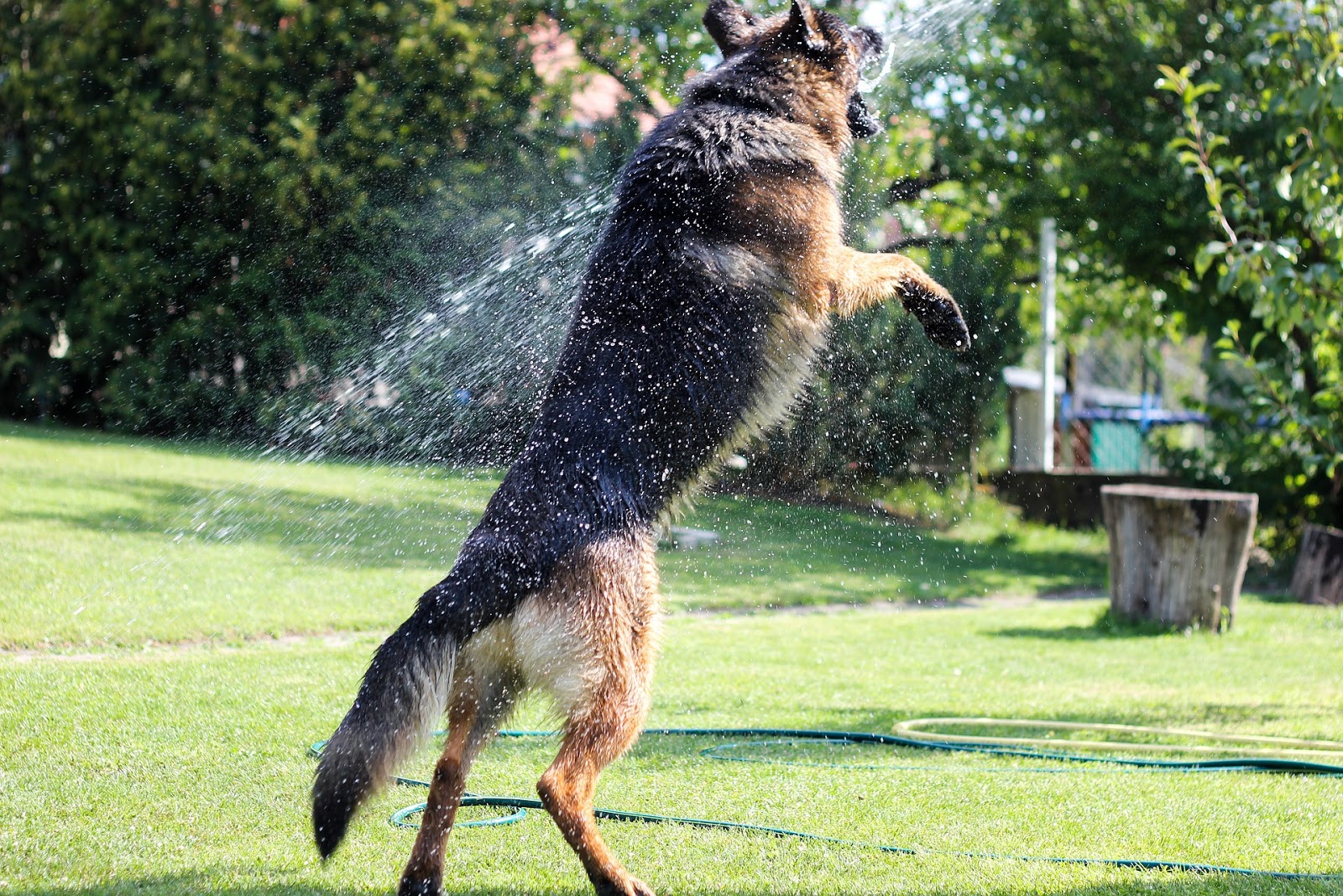 german shepherd in water