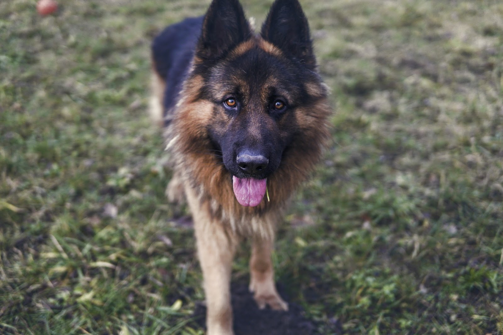 loving german shepherd dog