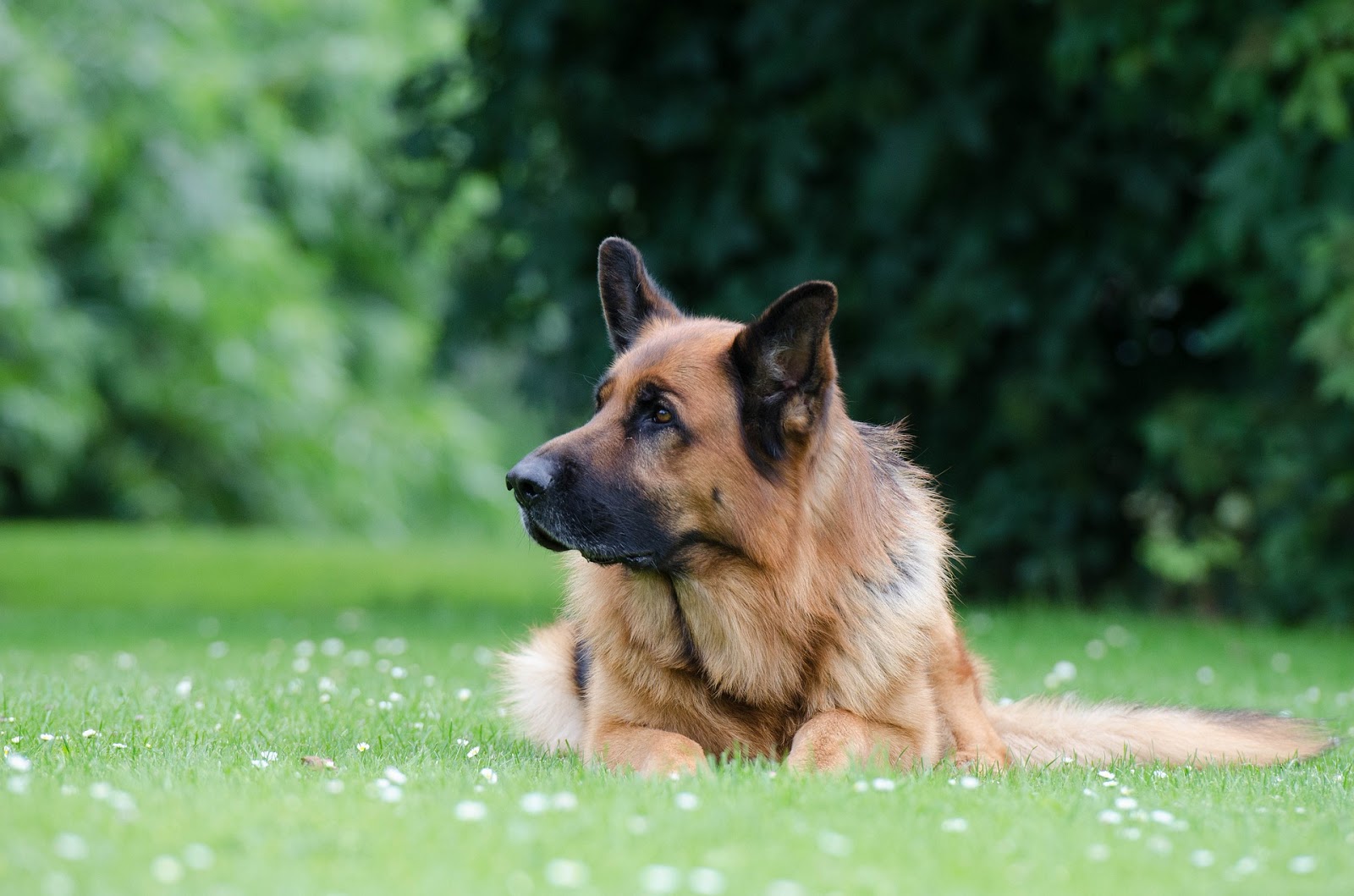 german shepherd dog on grass