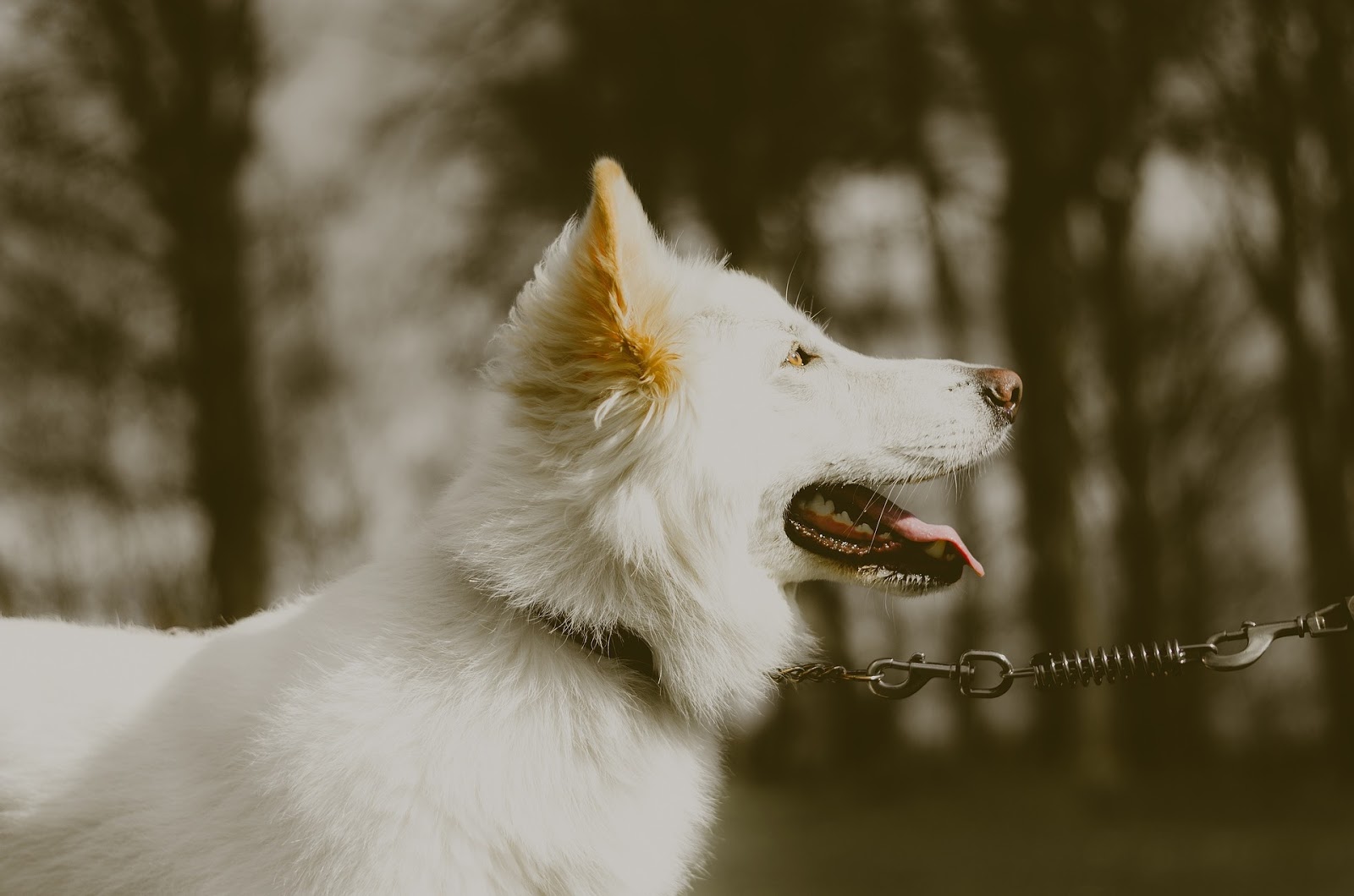 white german shepherd dog