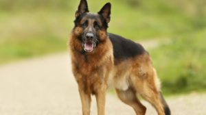 german shepherd dog 2891659 1920